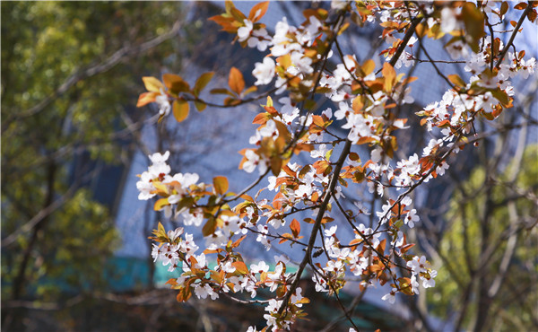 春暖花開(kāi)，等你歸來(lái)——邀你云賞南新春景，以慰思念